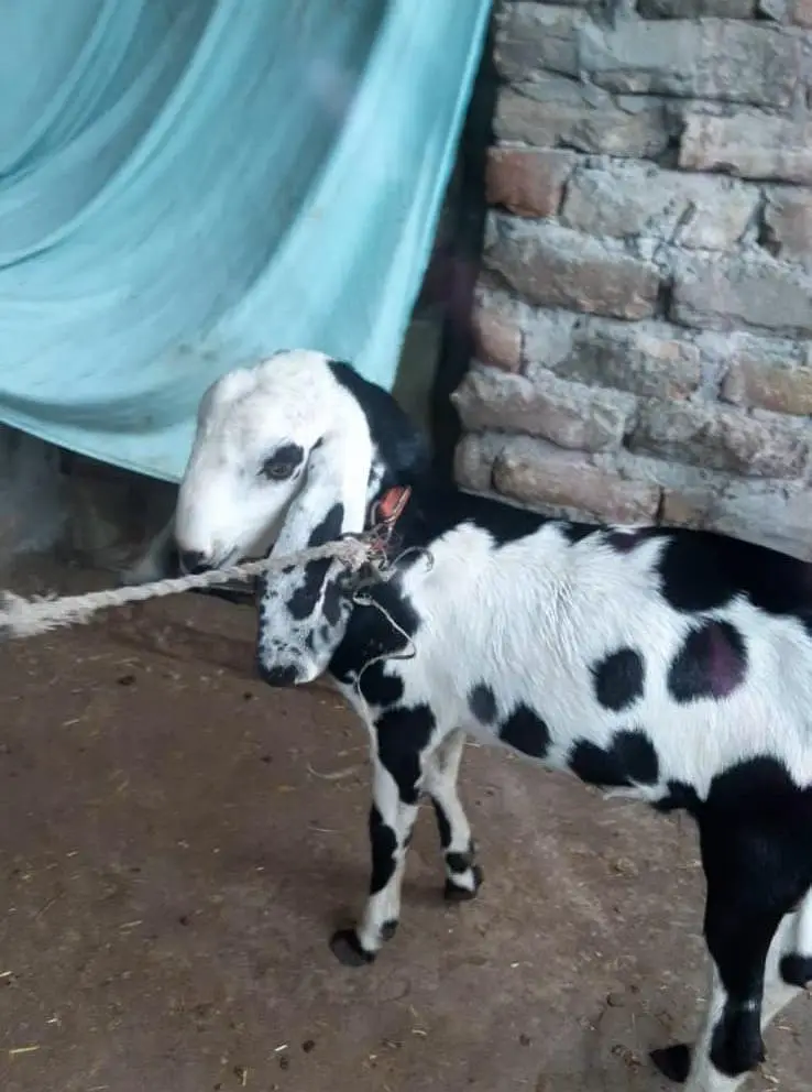 Healthy Male Goats for Sale — photo 10