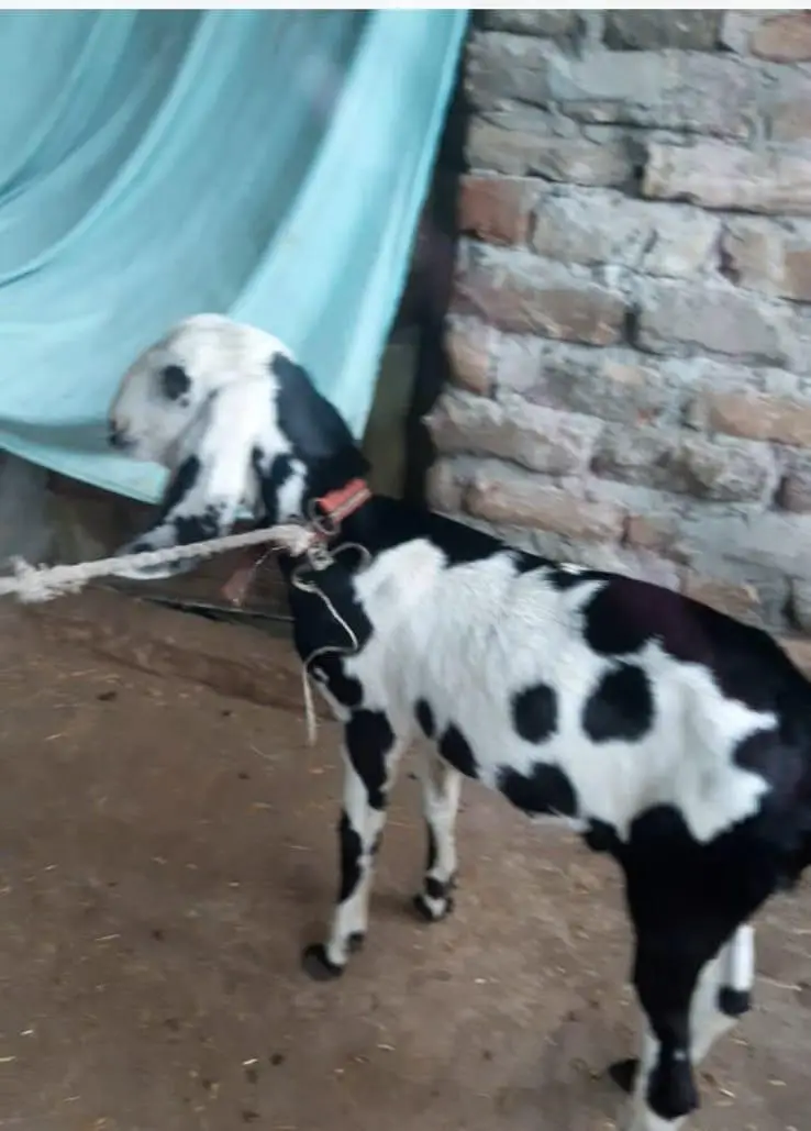 Healthy Male Goats for Sale — photo 11
