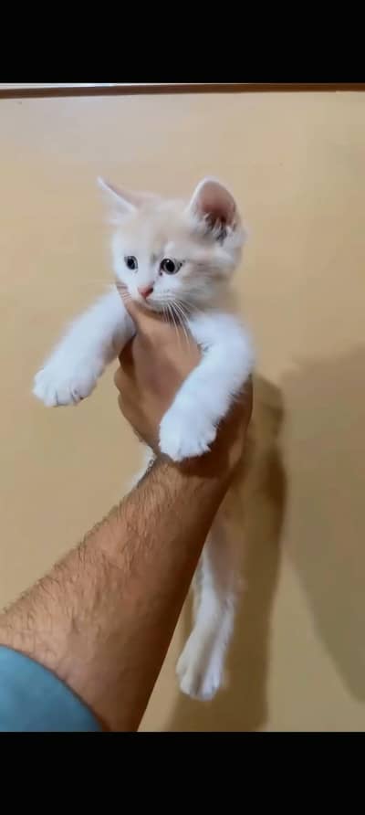 Kittens