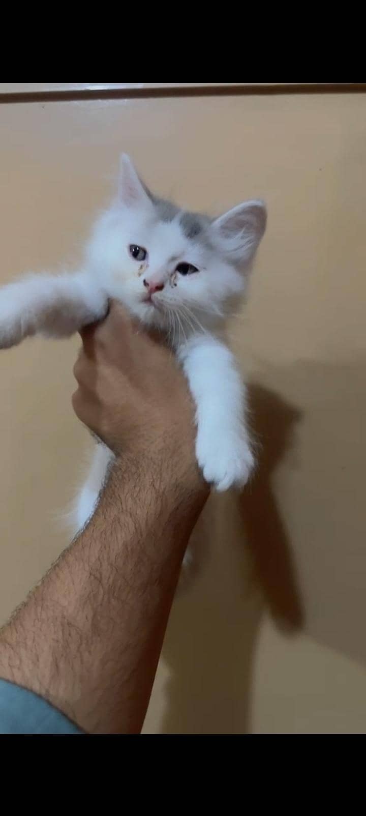 Kittens 1