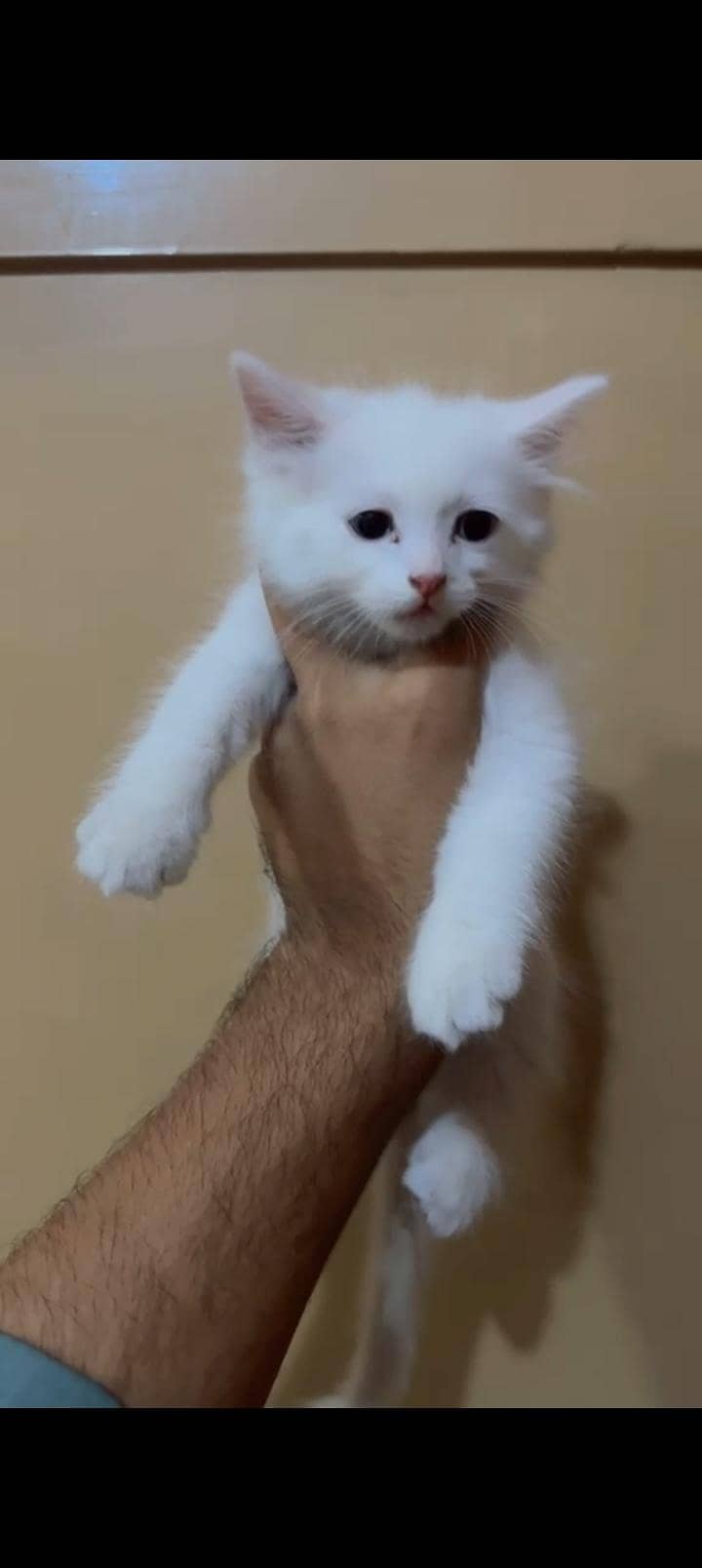 Kittens 2