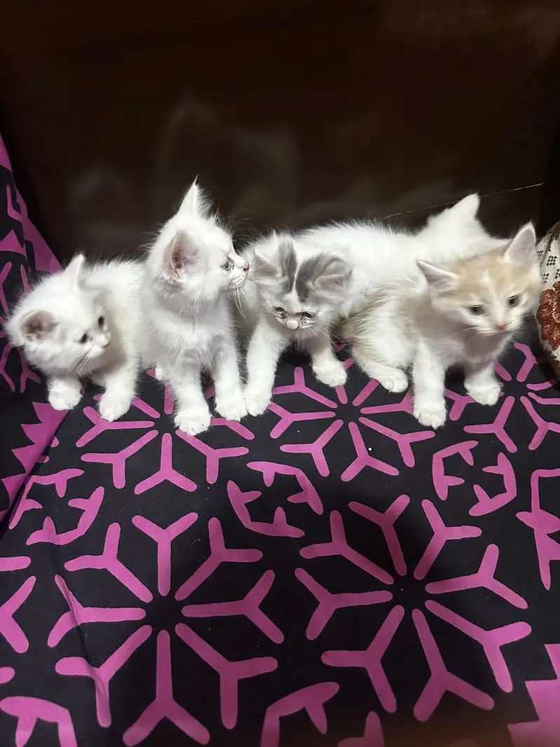Kittens — photo 4