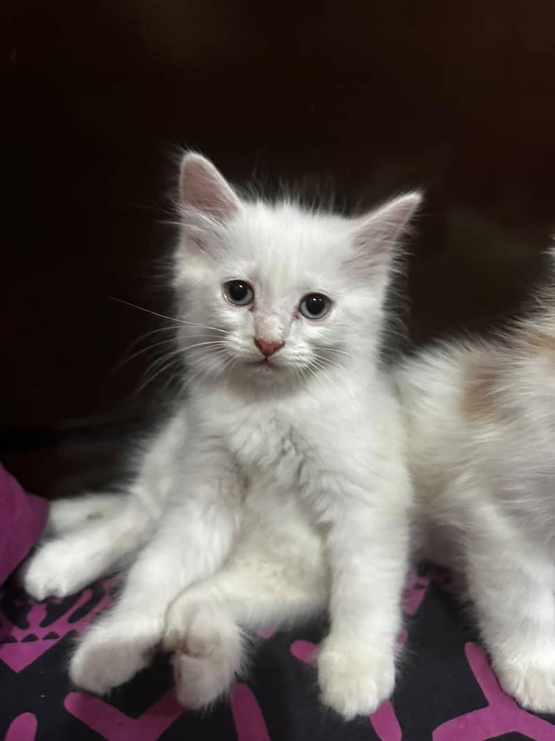 Kittens 4