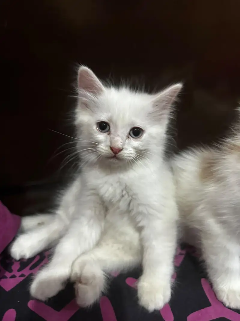 Kittens — photo 5