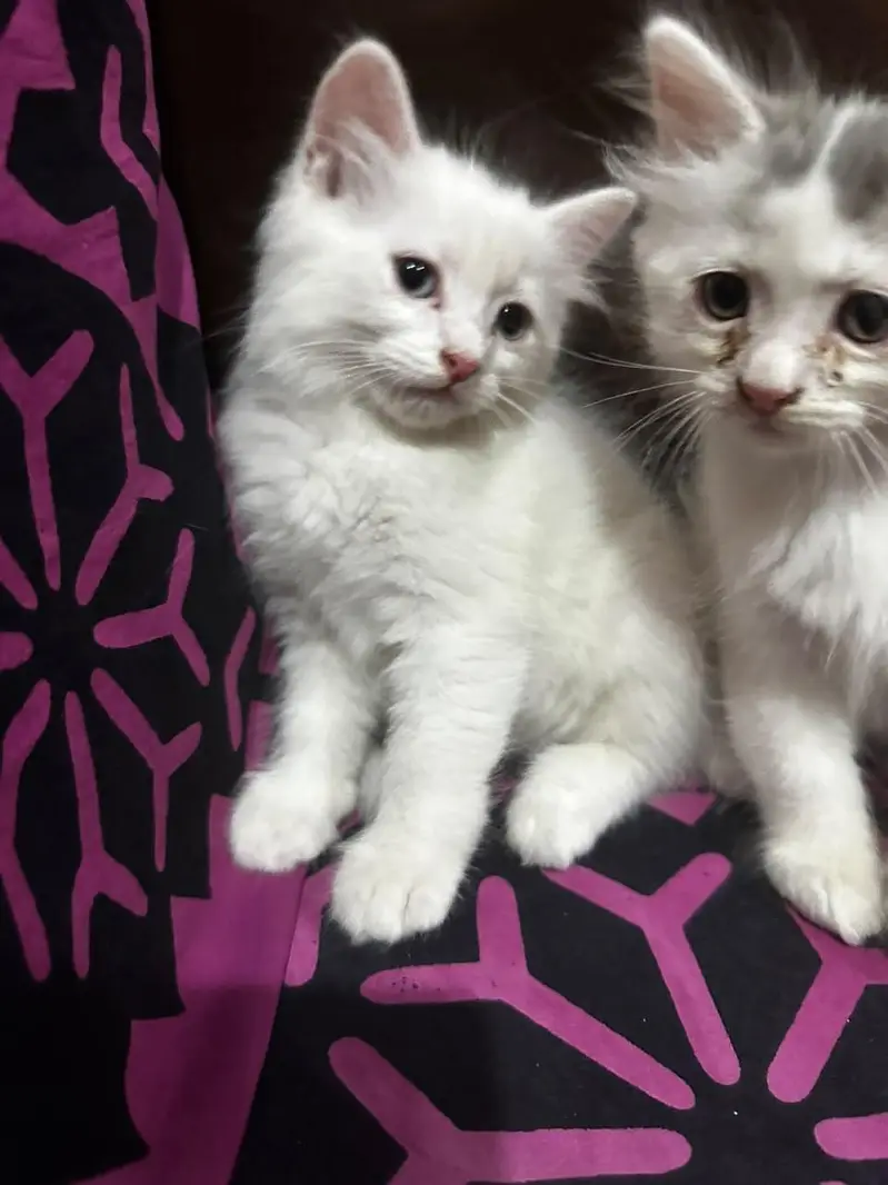 Kittens — photo 6
