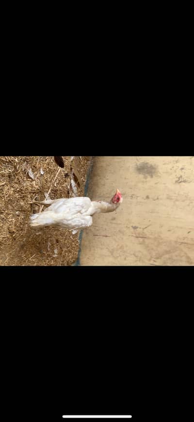 1 Heera female 1 brown female  Andey de rhi he