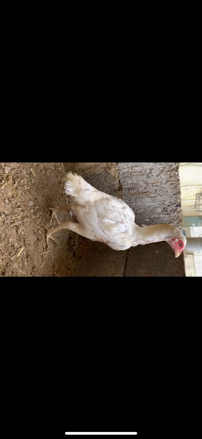 1 Heera female 1 brown female  Andey de rhi he — photo 3