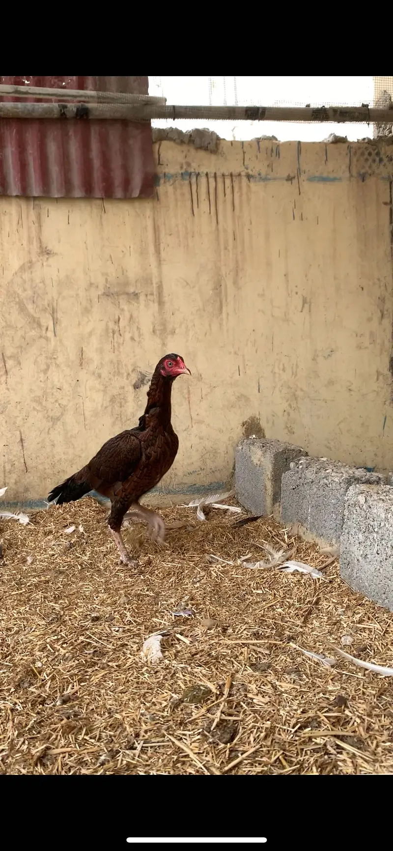 1 Heera female 1 brown female  Andey de rhi he — photo 5