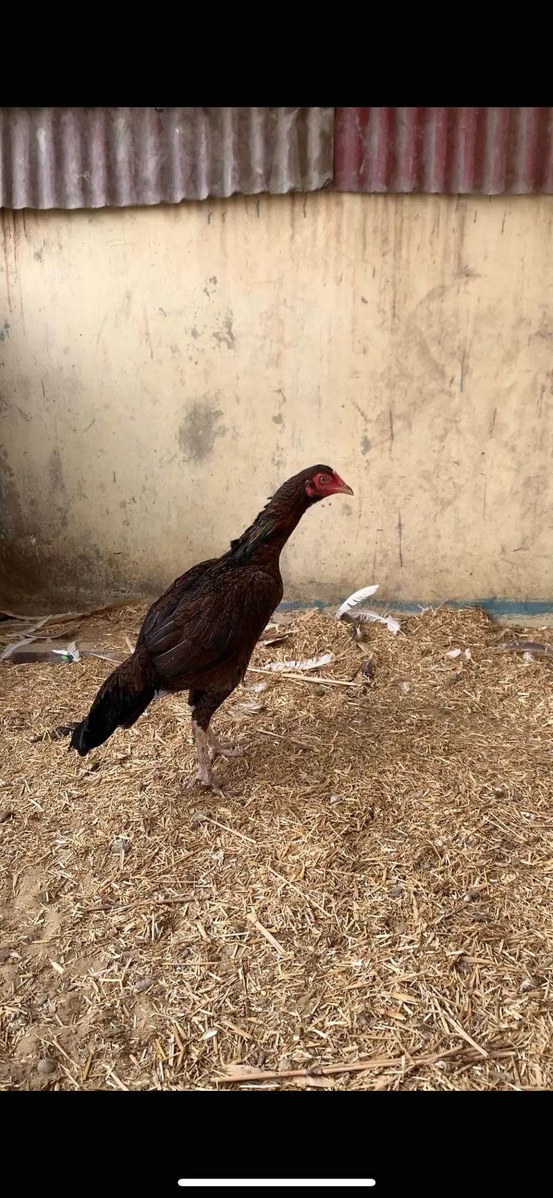 1 Heera female 1 brown female  Andey de rhi he — photo 6