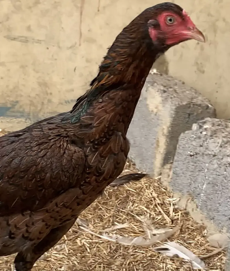 1 Heera female 1 brown female  Andey de rhi he — photo 7