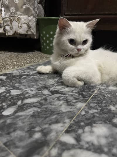 Persian cat for sale