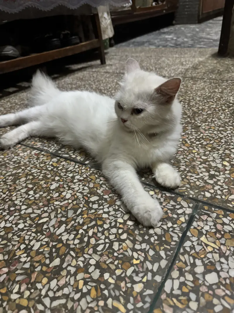 Persian cat for sale — photo 2