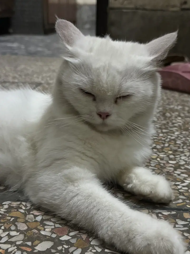 Persian cat for sale — photo 3