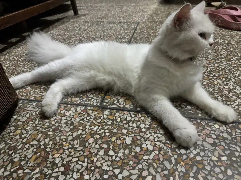 Persian cat for sale — photo 4