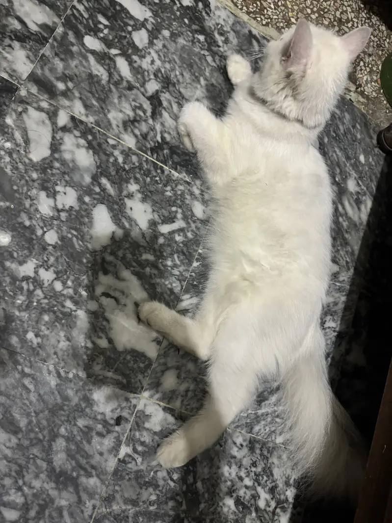 Persian cat for sale — photo 5