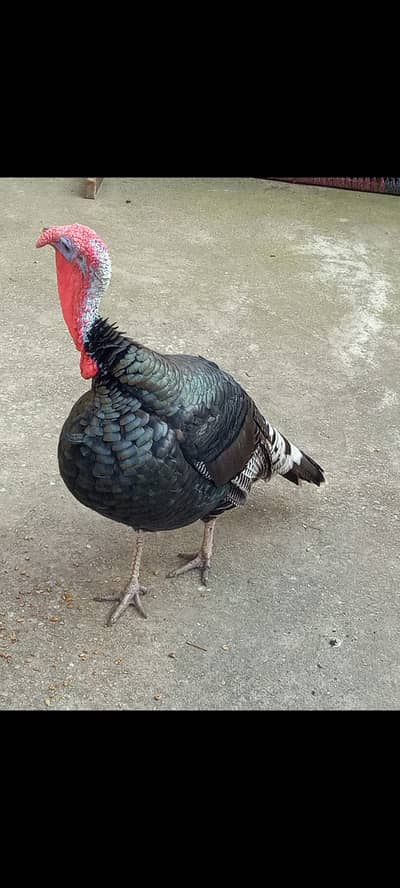 Turkey birds