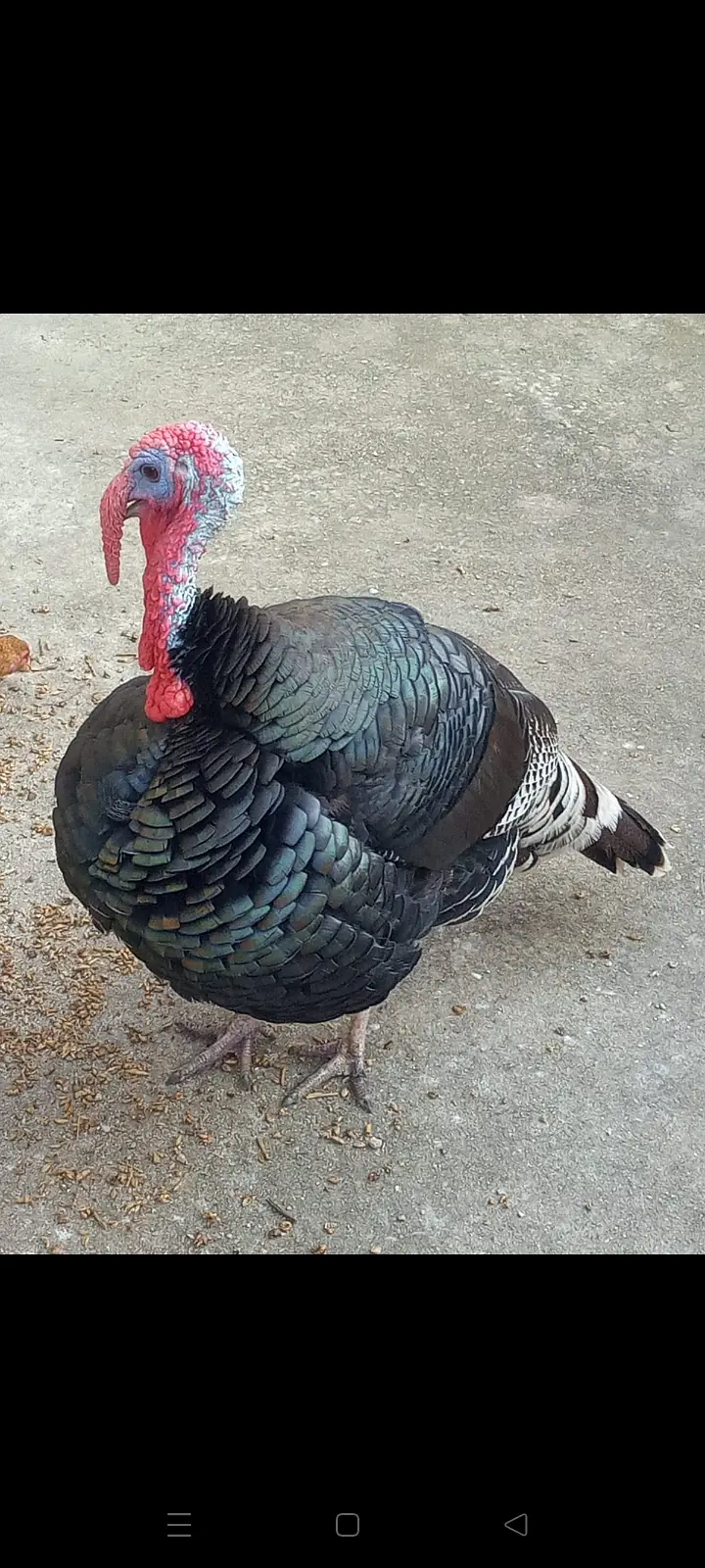 Turkey birds — photo 2