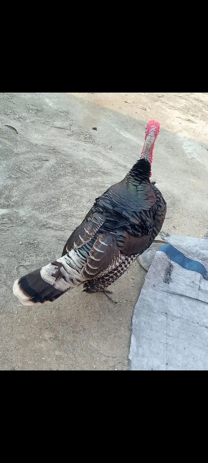 Turkey birds — photo 3