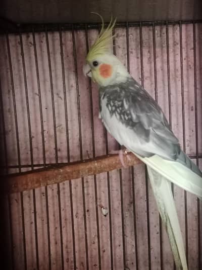 coktail birds