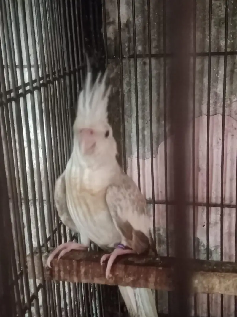 coktail birds — photo 2