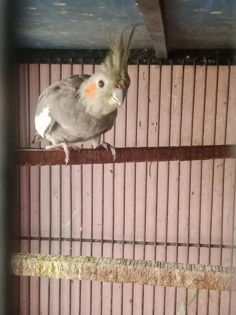 coktail birds — photo 3