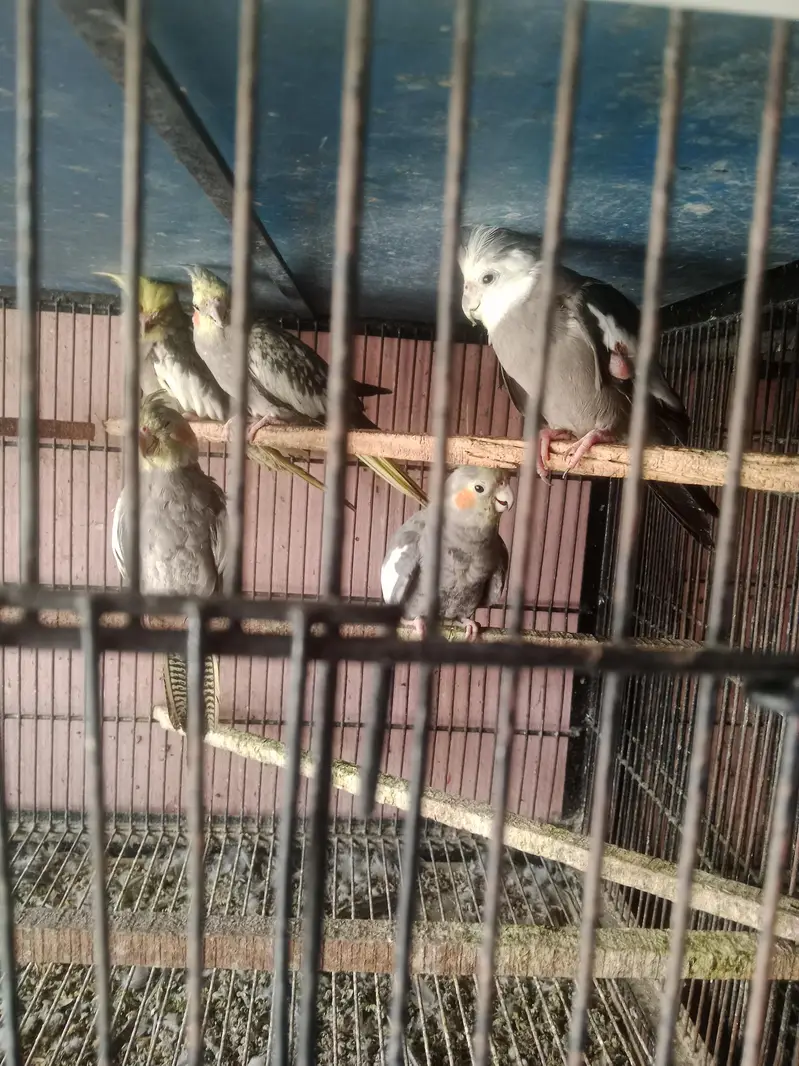 coktail birds — photo 4