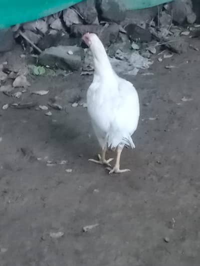 paper white