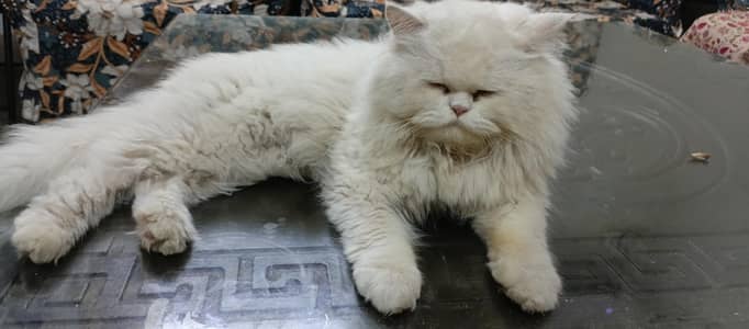 Triple coat male persian For sale