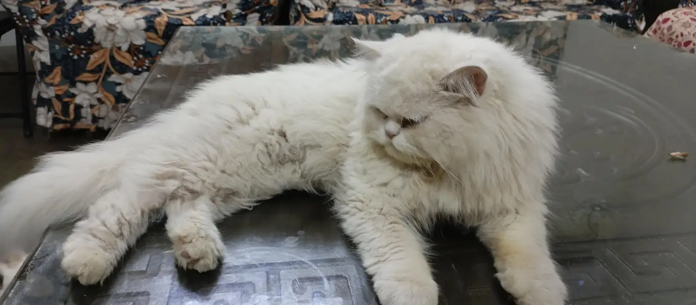 Triple coat male persian For sale — photo 2