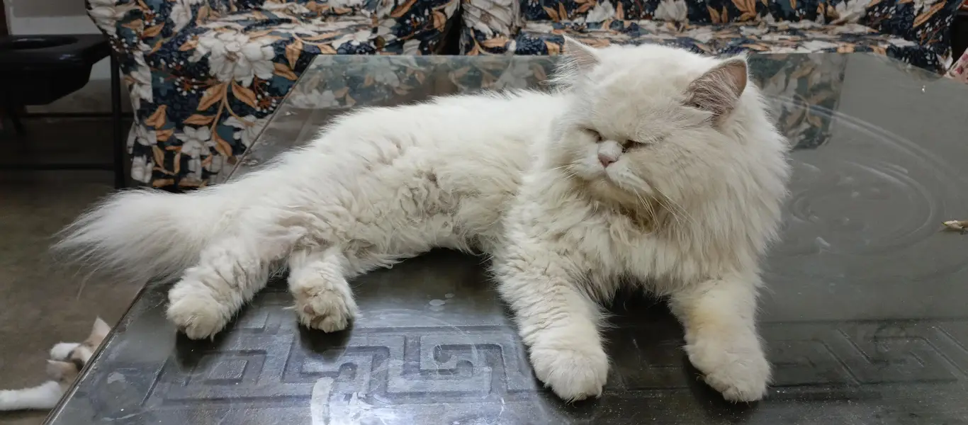 Triple coat male persian For sale — photo 3