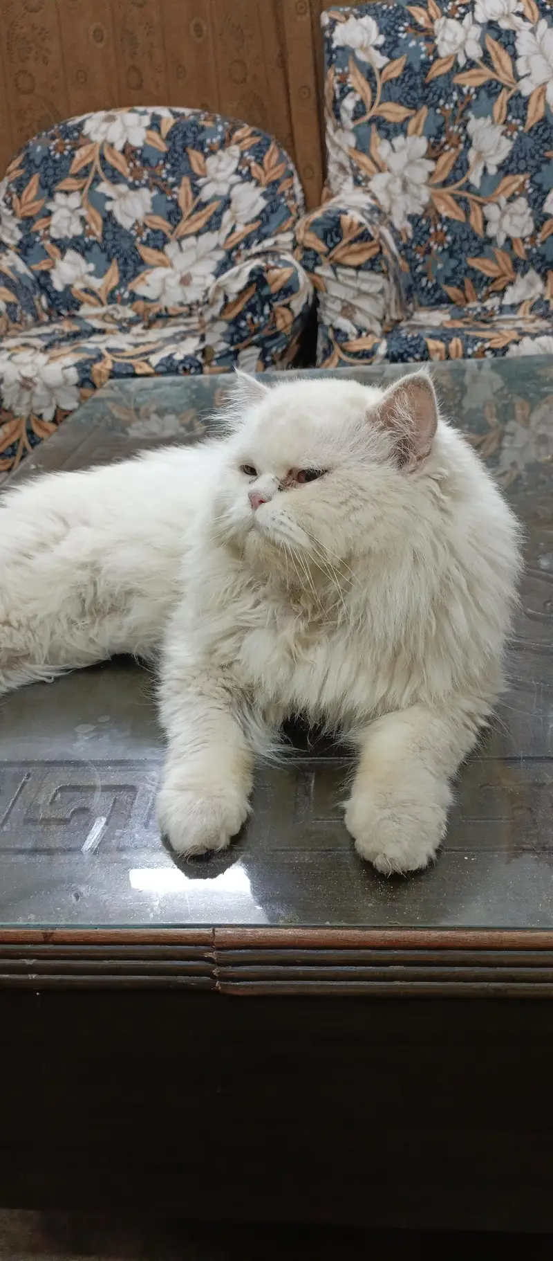 Triple coat male persian For sale — photo 4