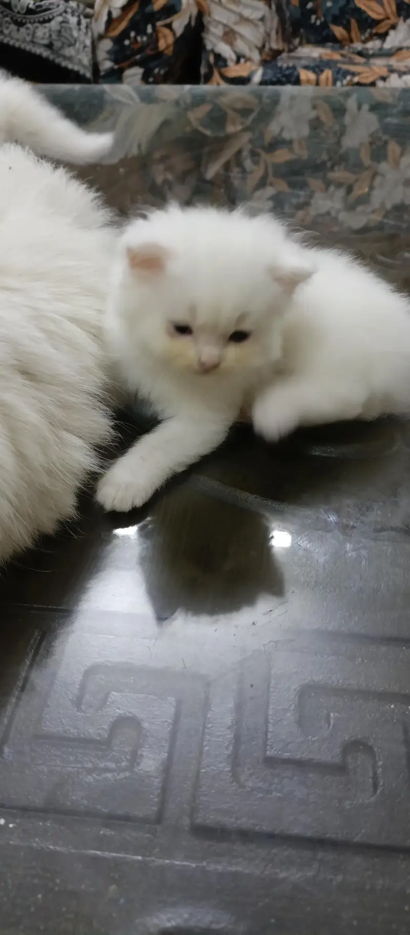 Triple coat male persian For sale — photo 5