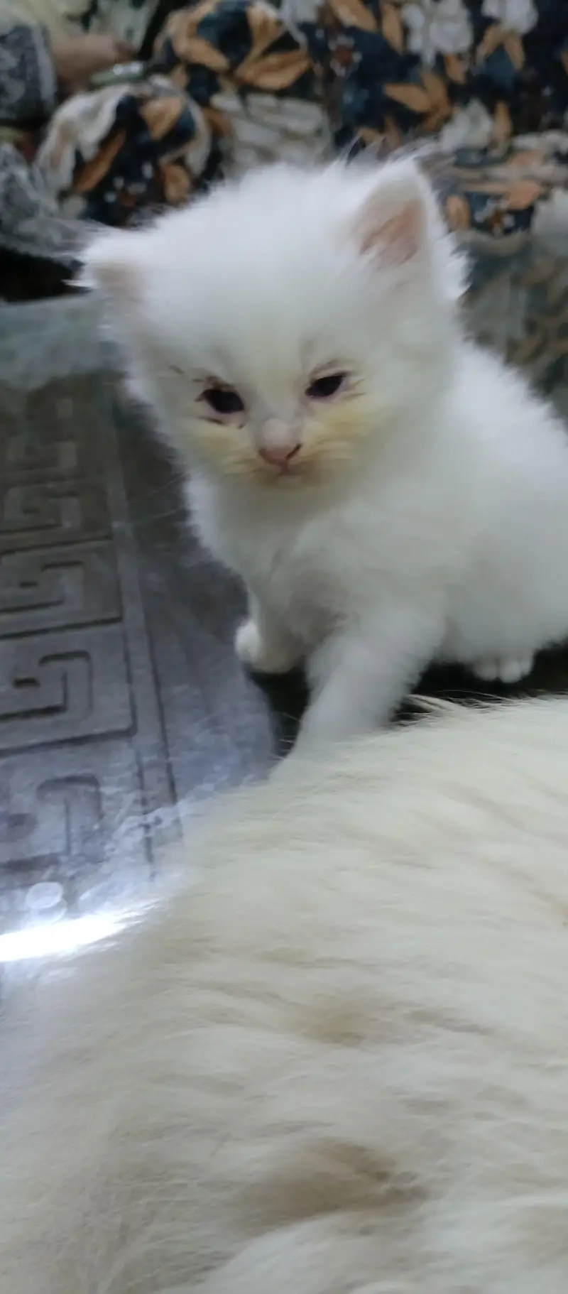 Triple coat male persian For sale — photo 6