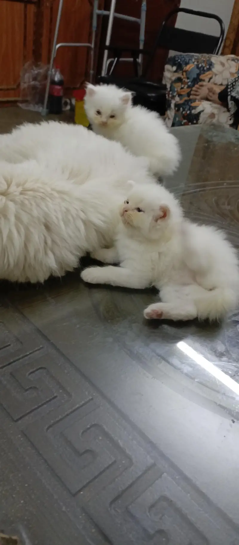 Triple coat male persian For sale — photo 7