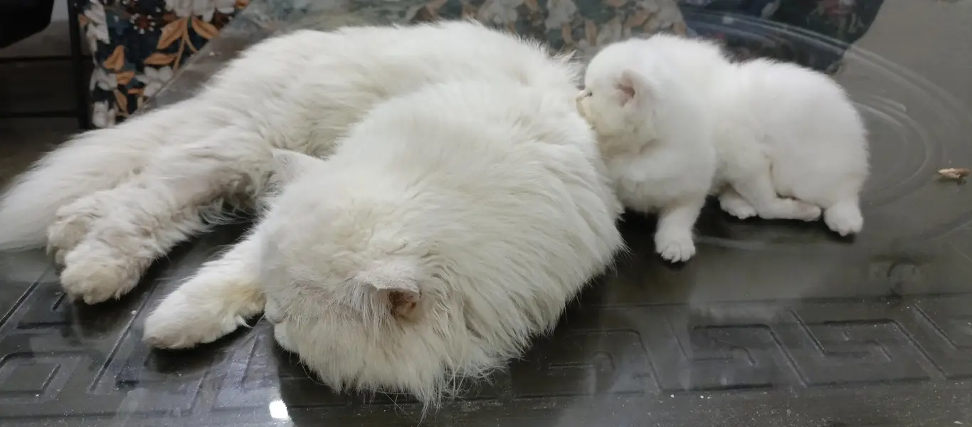 Triple coat male persian For sale — photo 8