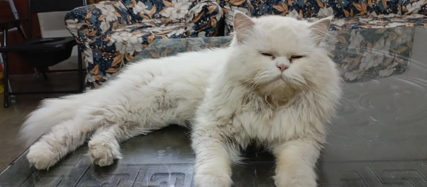 Triple coat male persian For sale — photo 9