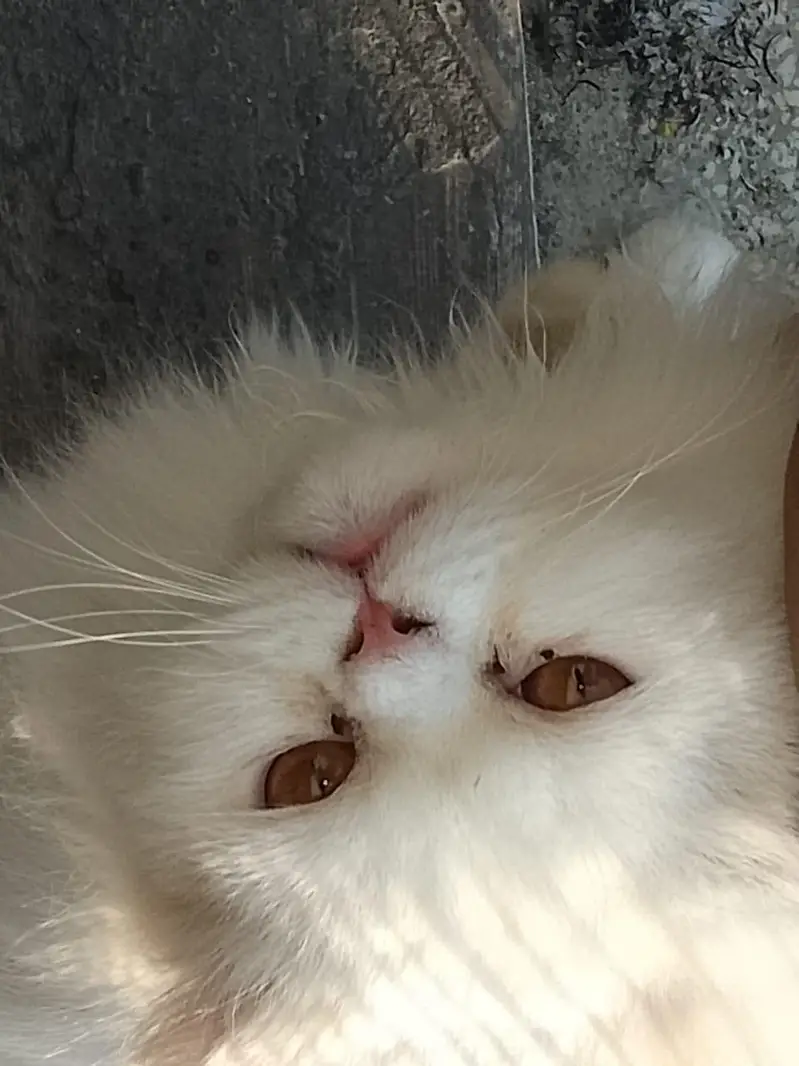 pure punch Face C F A blood line — photo 6