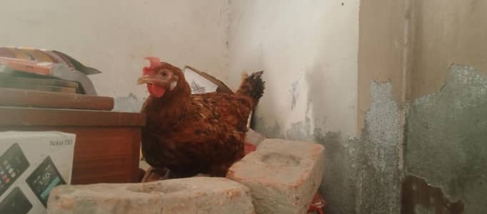 egg laying Desi hens