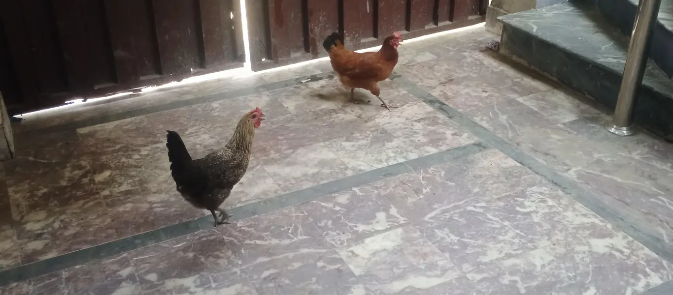 egg laying Desi hens — photo 2