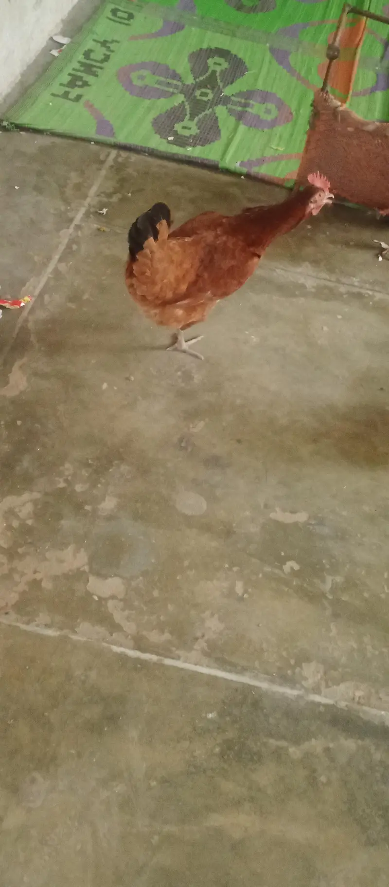egg laying Desi hens — photo 3