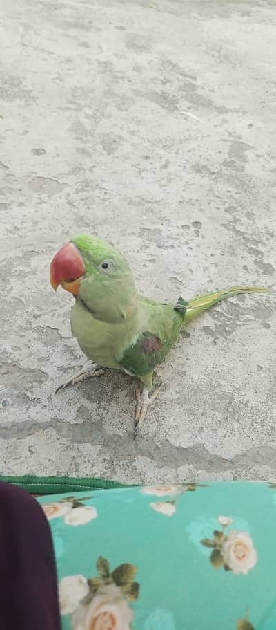 For Sale: Alexandrine Parrot / Bara Tota