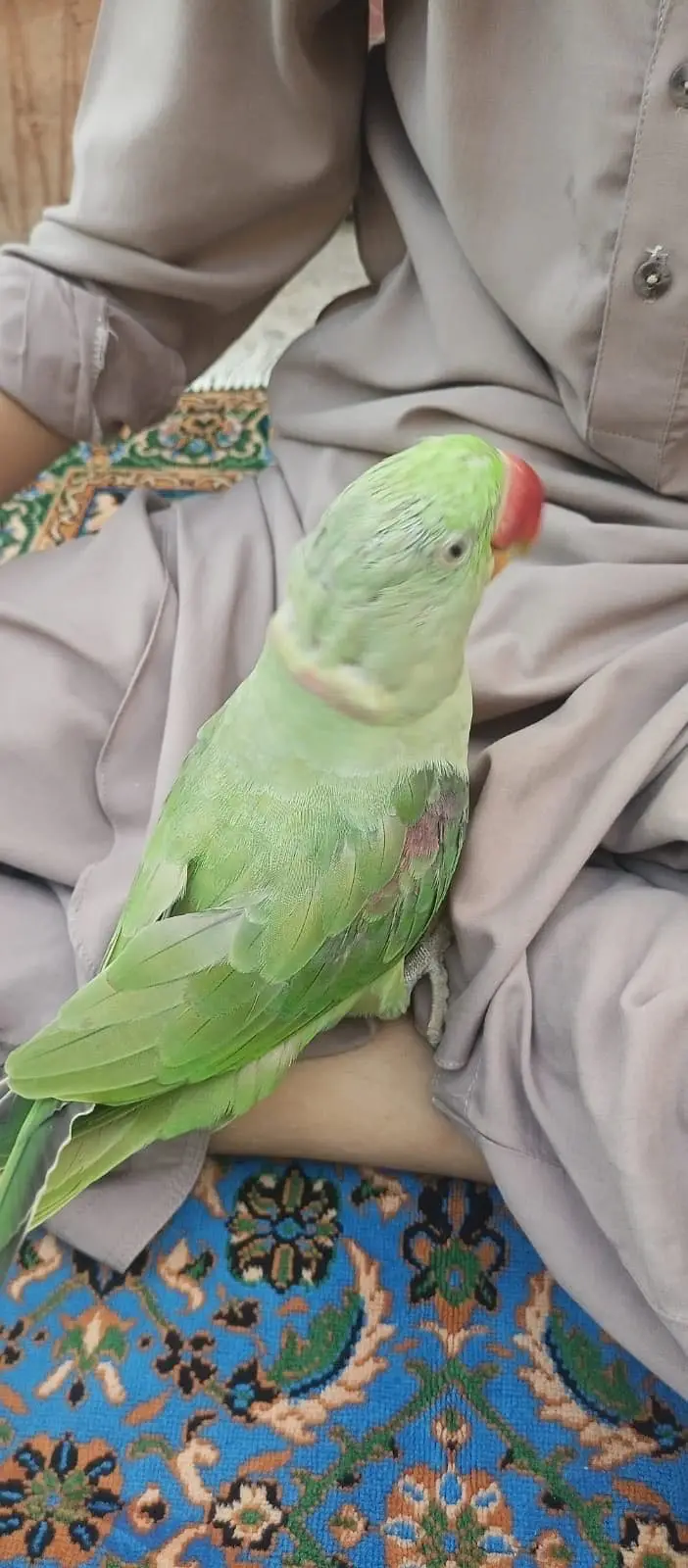 For Sale: Alexandrine Parrot / Bara Tota — photo 2