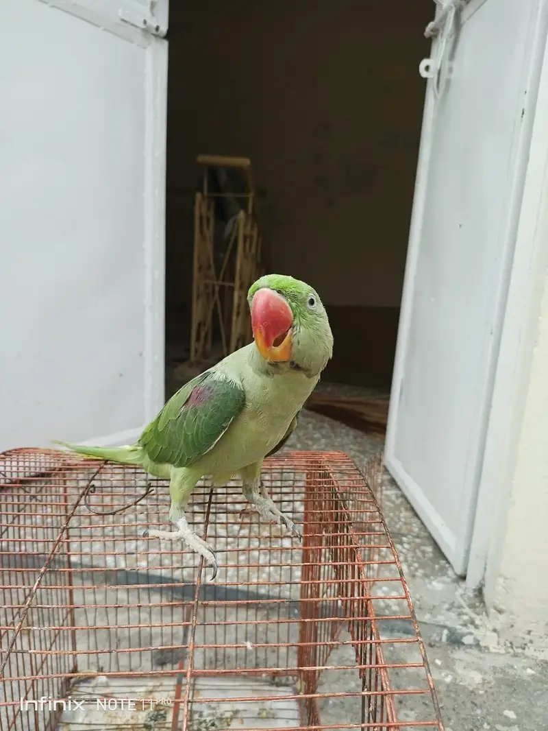 For Sale: Alexandrine Parrot / Bara Tota — photo 3