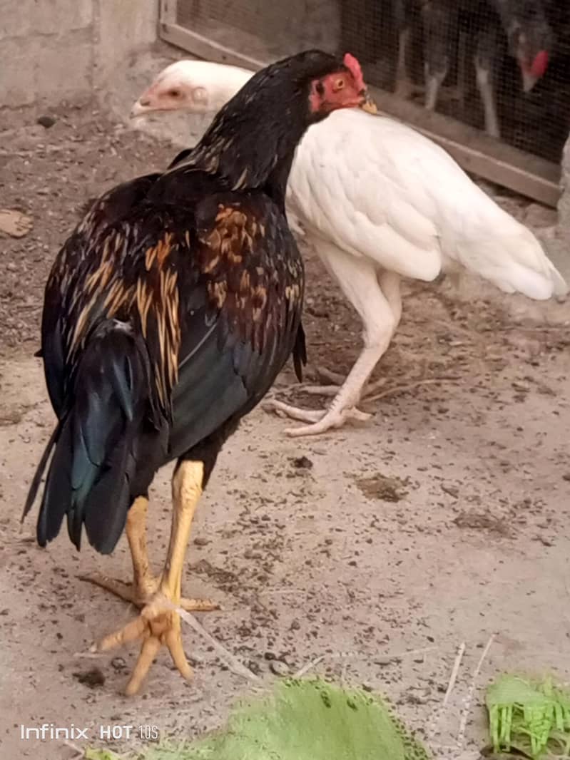 JAVA ASEEL PAIR 0