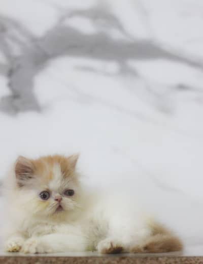 Persian/long hair/piki/peke /cat kitten