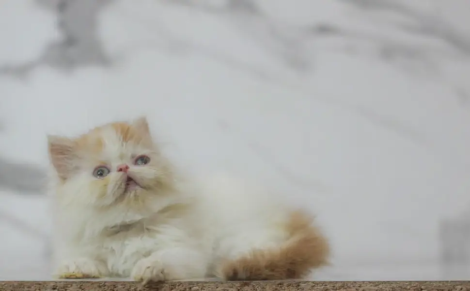 Persian/long hair/piki/peke /cat kitten — photo 2