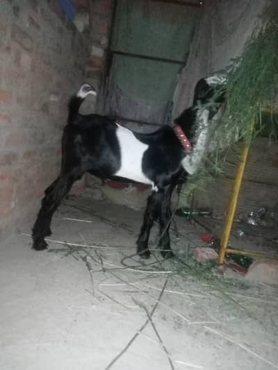 Punjab breed Bakra