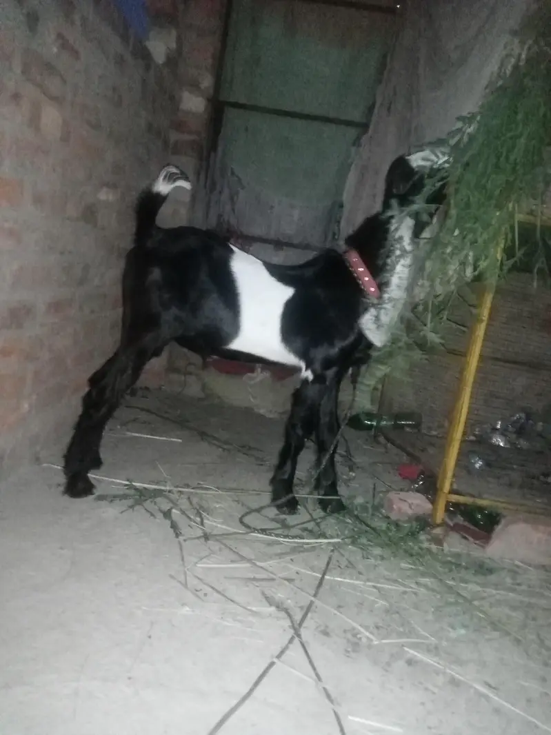 Punjab breed Bakra