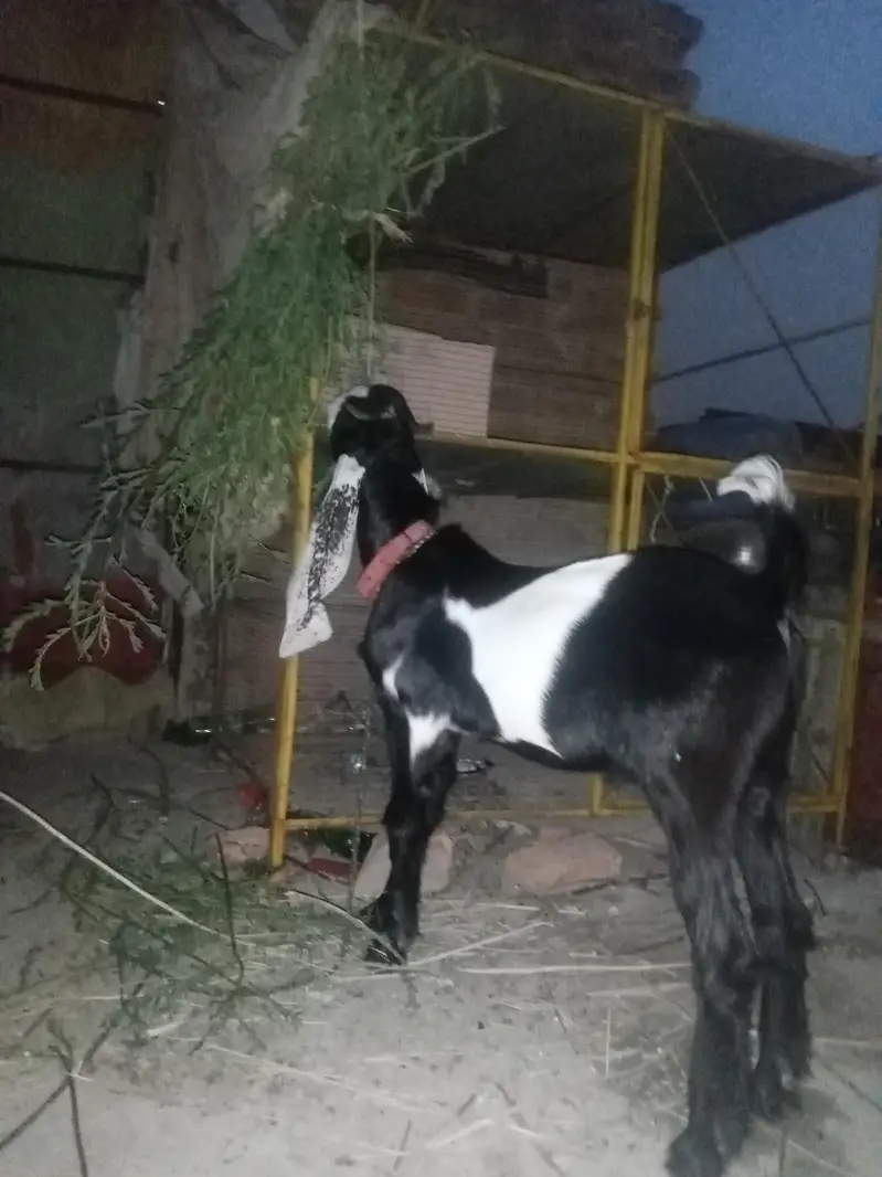 Punjab breed Bakra — photo 2