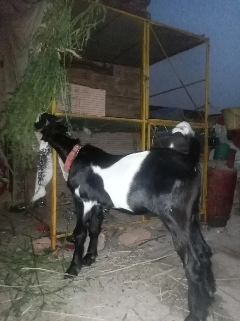 Punjab breed Bakra — photo 3